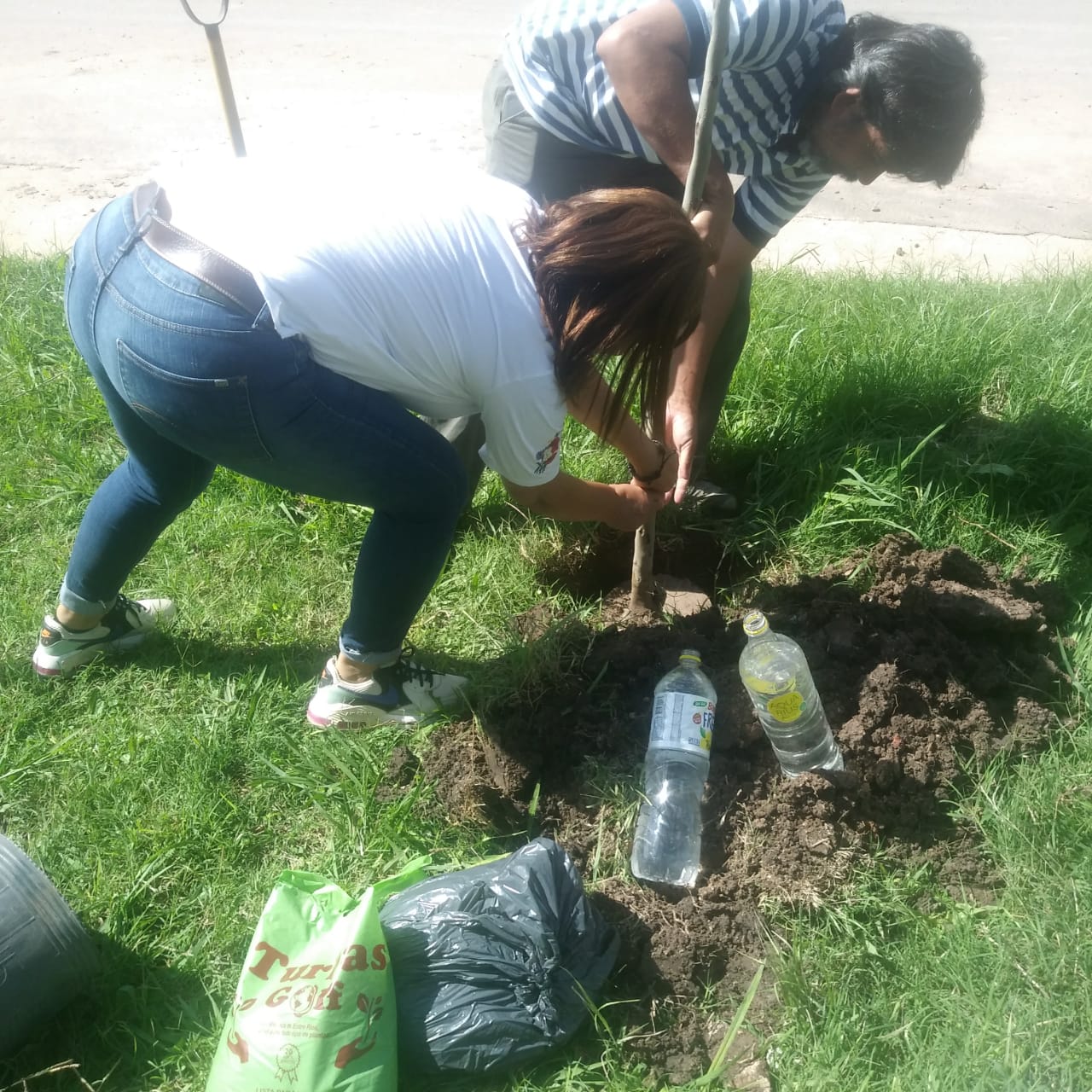 Se plantaron 2 jacaranda